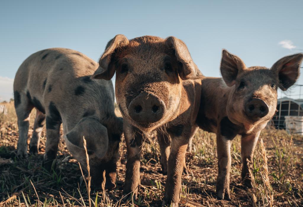 Pigs at Yellow Barn Farm
